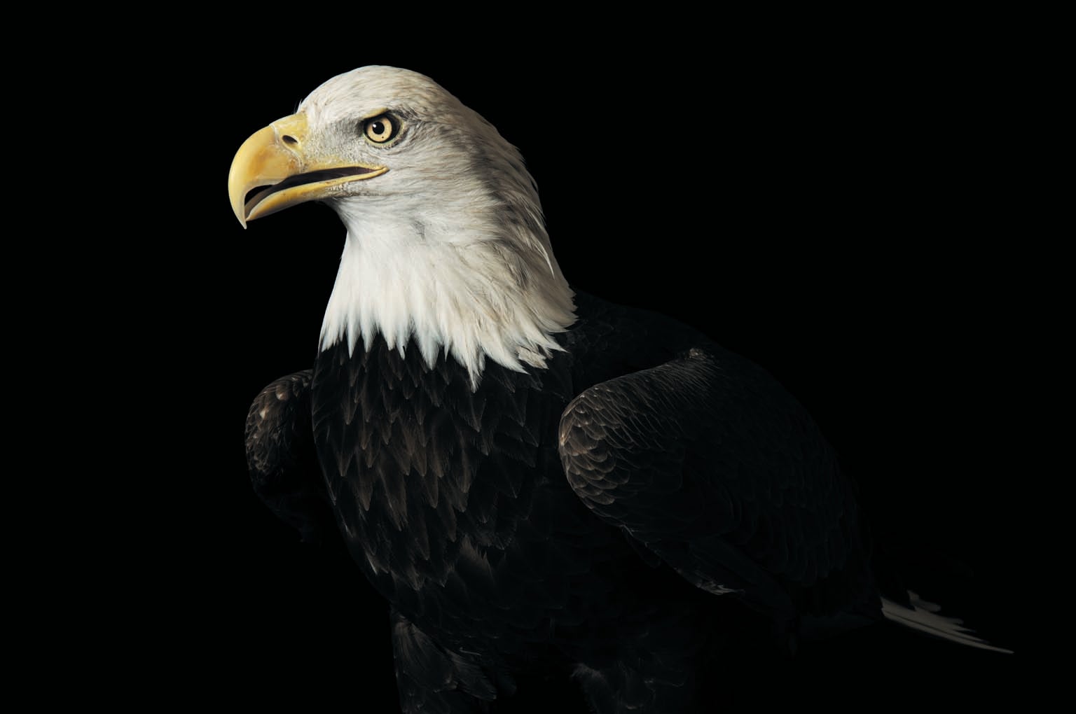 A bird with dark brown body, white head and yellow beak, described as a bald eagle, shown against a black background.